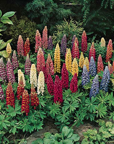 Lupine Seeds | Lupinus polyphyllus | Perennial Flower Seeds