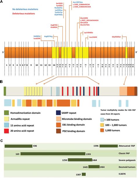 APC germline mutations in families with familial adenomatous polyposis