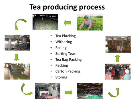 Heaven's : Tea producing process