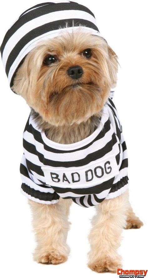 crazy dog costume ideas 34 | Dog halloween, Pet halloween costumes ...