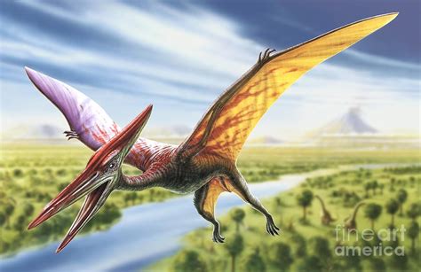 Pterodactyl Pictures & Facts - The Dinosaur Database