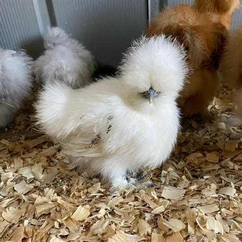 Buy Black Silkie Bantam For Sale | #1 Trusted Vendor