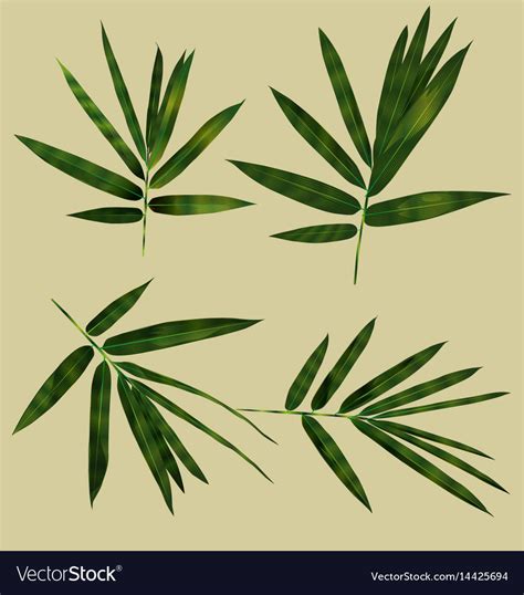 Bamboo leaf set Royalty Free Vector Image - VectorStock