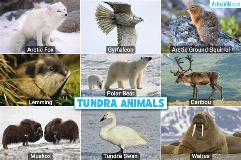 Arctic Tundra Landscape Animals