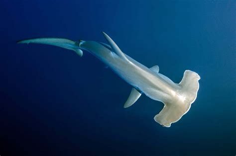 10 Different Types of Hammerhead Sharks