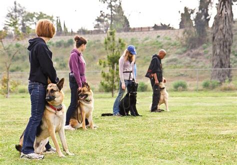 How to Teach Dogs to Come When Called - Edu Nian