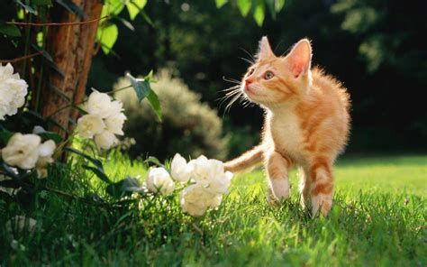 Orange Cat Wallpapers - Top Free Orange Cat Backgrounds - WallpaperAccess