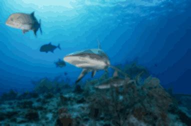 Mote: Reef Sharks Endangered - Our Town Sarasota News Events