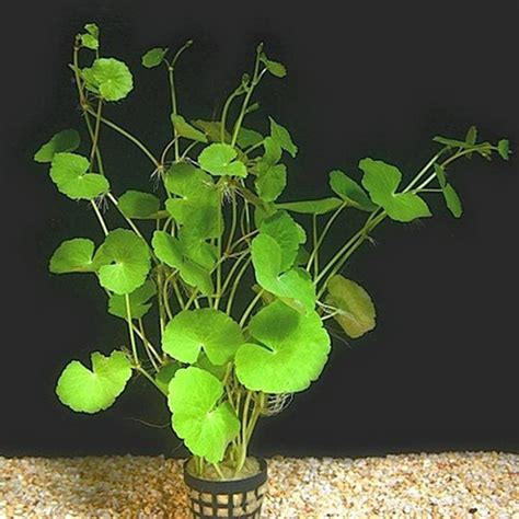 Buy Creative Farmer Water Pennywort (Hydrocotyle Ranunculoides) Plant ...