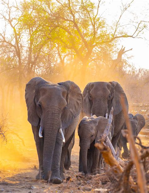 African Safari Animals Together