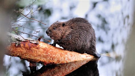 Beaver mythology and folklore | Trees for Life