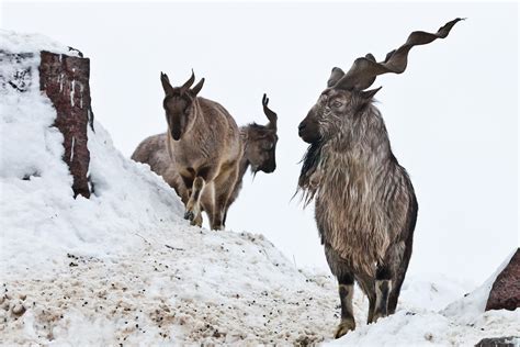 The markhor: Between a majestic animal and an economic asset - Prism ...