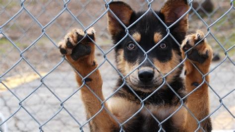 Local bank donates building for Marion County Animal Shelter