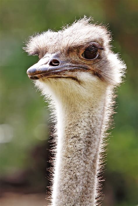 File:Ostrich - melbourne zoo.jpg