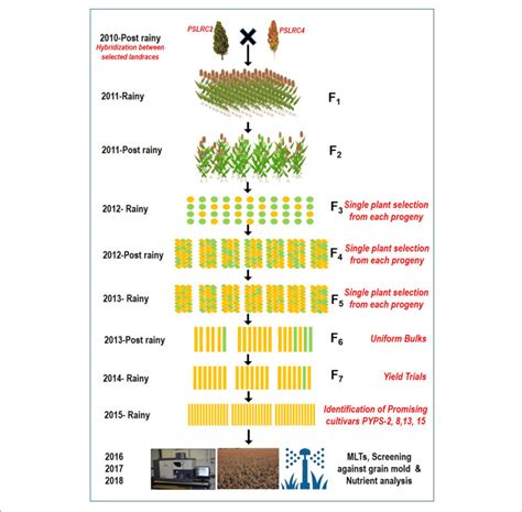 | A flow diagram showing the development of sorghum varieties utilizing ...