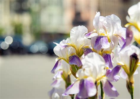 Iris Flower Meaning in the Language of Flowers - Petal Republic