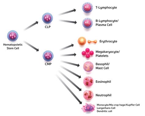 What Exactly are “Stem Cells”? - Stemcellforlife