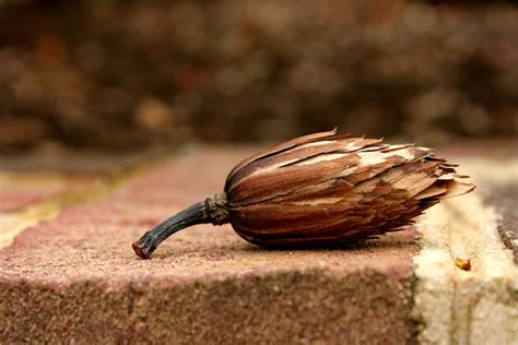 Tulip Poplar Seeds | Project Noah