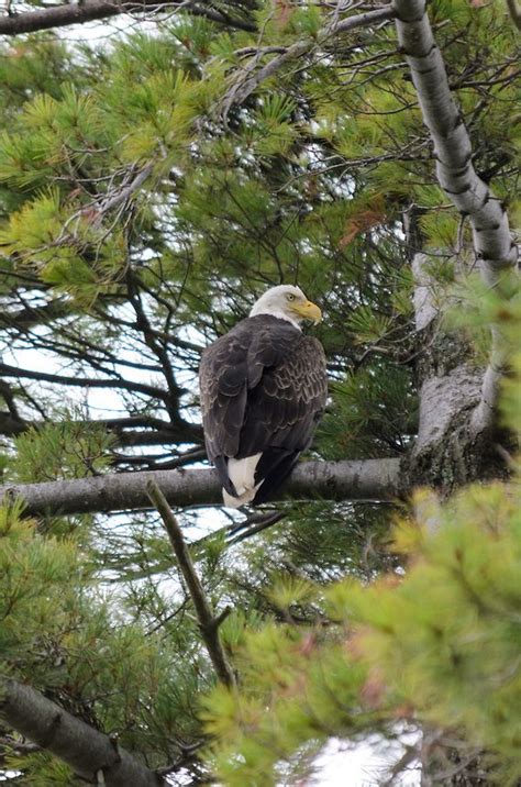 Bald Eagle in Michigan's Upper Peninsula