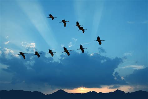 Birds Flying Against Evening Sunset In The Background Stock Photo ...