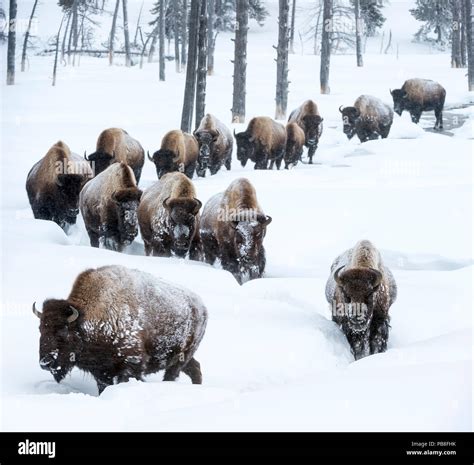 Herd of American bison (Bison bison) in snow, Yellowstone National Park ...