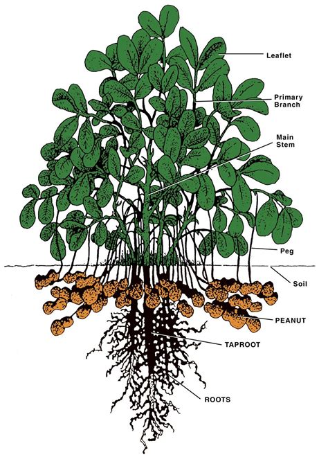 Peanut plant diagram. | FASCINATING-NESS | Pinterest | Growing peanuts ...