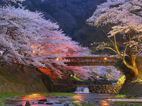 Beautiful Cherry Trees in Kyoto, Japan | Beautiful places, Japanese ...