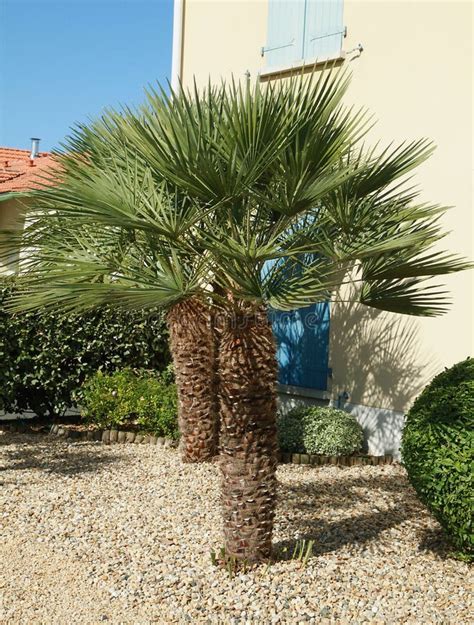 Palm Tree Chamaerops Excelsa Stock Image - Image of hedge, green: 252980535