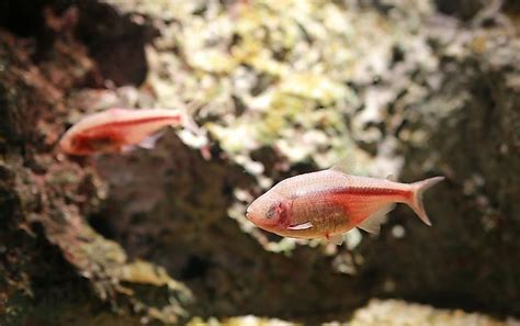 The Blind Cave Tetra: The Freshwater Fish With No Eyes - WorldAtlas