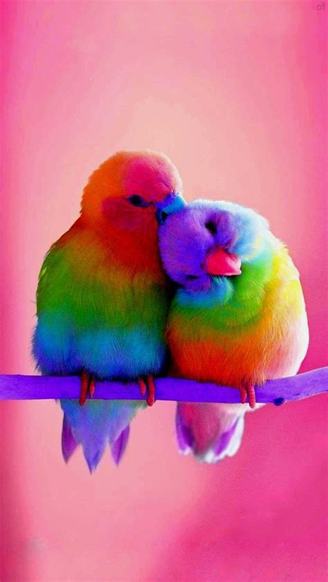 Love birds | Bird wallpaper, Pretty animals, Cute birds