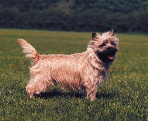 Cairn terrier | Small, Hardy, Tenacious | Britannica