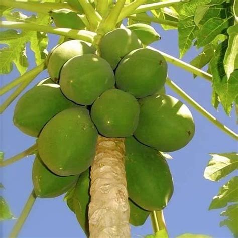 Papaya Leaf Extract at best price in Bengaluru by All Season Herbs ...