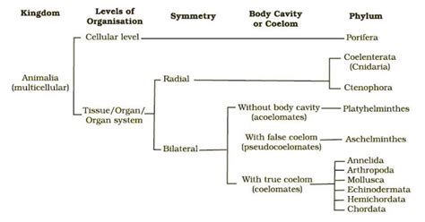 Animals Kingdom: Classification - W3schools