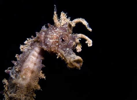 AQuarium Depot | Seahorse, Starfish, Aquarium