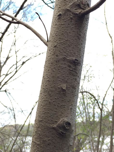 Tree Bark Identification Ohio - Garret Johnston