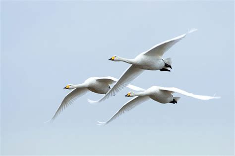 Bird migration | BTO - British Trust for Ornithology