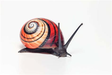 See the diverse beauty of colourful land snails around the world | New ...