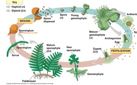 Fern Life Cycle Mcgraw Hill