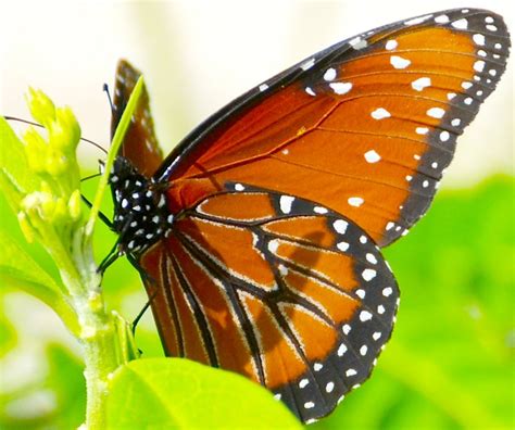 Cayman’s ‘butterfly garden’ heralds arrival of breeding season | Cayman ...