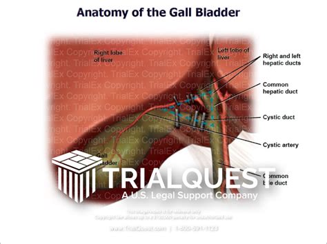 Gallbladder Anatomy And Triangle Of Calot Trial Exhibits Inc | The Best ...