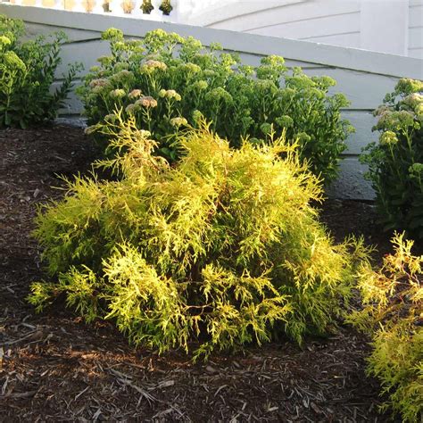 Gold Mop Cypresses for Sale | BrighterBlooms.com