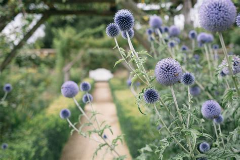 Which plants to use in a Sensory garden - Sensory Trust