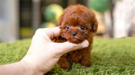 10 Dog Breeds That Have The Cutest Puppies