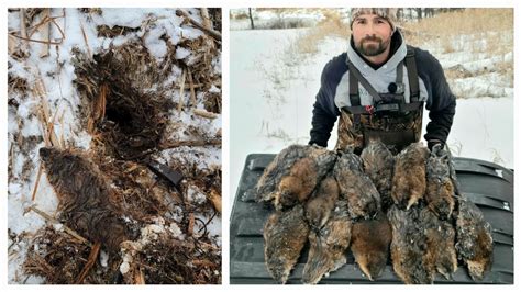 Trapping Muskrats Inside The Huts (Giant Minnesota Muskrats) - YouTube