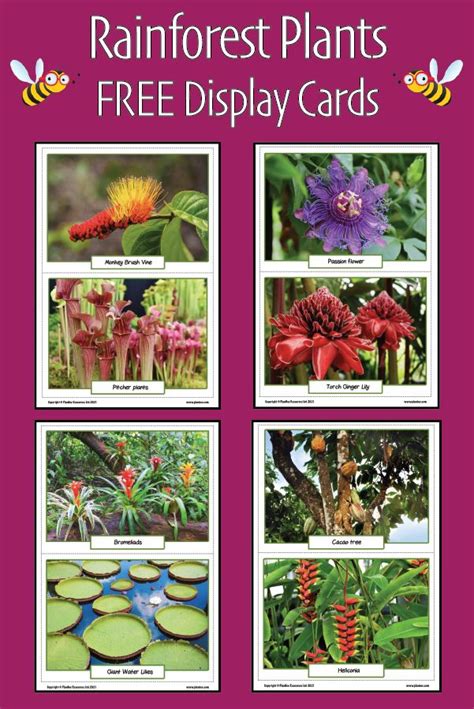 Rainforest Plants KS2 Picture Cards