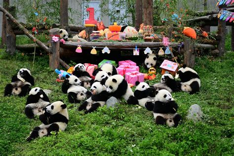 18 panda cubs have birthday party in Sichuan - Chinadaily.com.cn