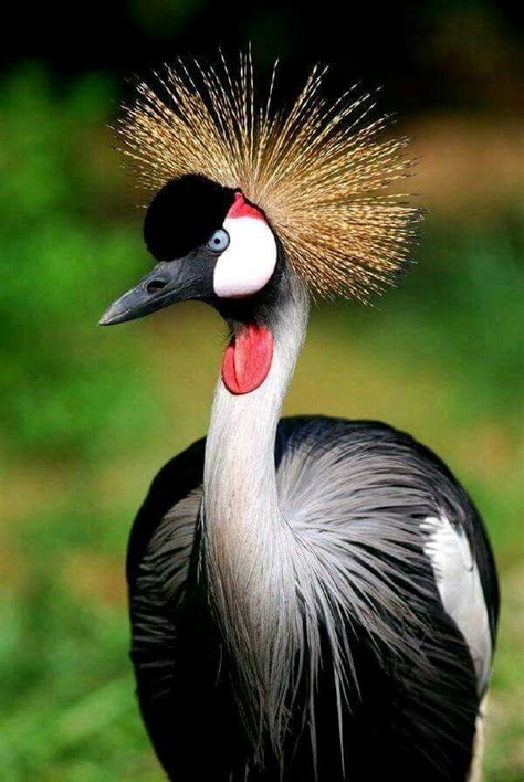 Aigrette huppée | Beautiful birds, Birds, Colorful birds