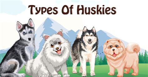 Ultimate Guide of 18 Types of Huskies (With Infographics)