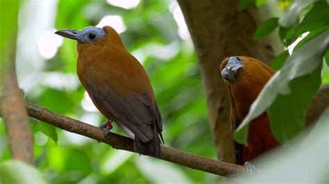 Capuchinbird Images – Browse 24 Stock Photos, Vectors, and Video ...