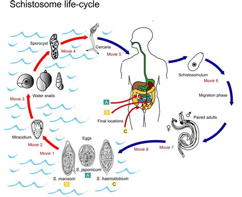 Life Cycle — Faculty 10 - Veterinary Medicine